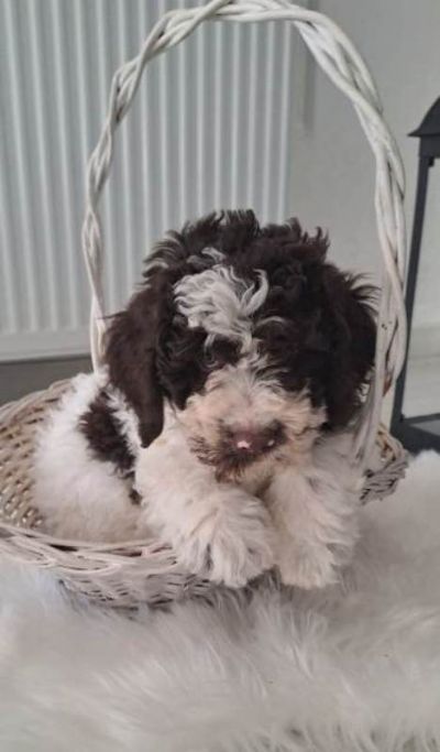 oglasi, Lagotto Romagnolo tenci